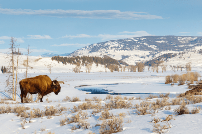 a herd of cattle standing on top of a snow covered field