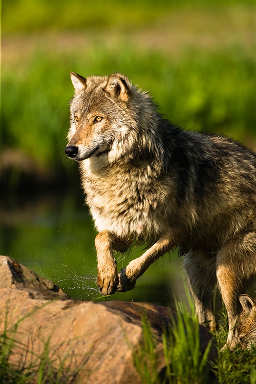 3334d5366af1a06 a wolf that is standing in the grass