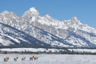 3 Best Ways To Explore Yellowstone In The Winter | Scenic Safaris
