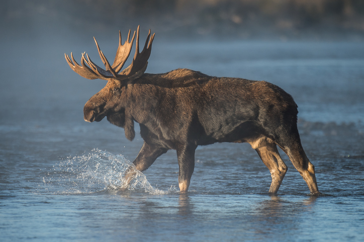 5843e86ec0c05ea a deer standing next to a body of water