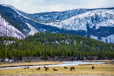 a herd of cattle standing on top of a mountain