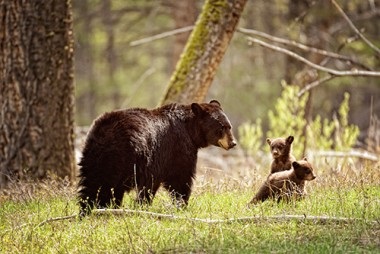 a brown bear walking across a grass covered field