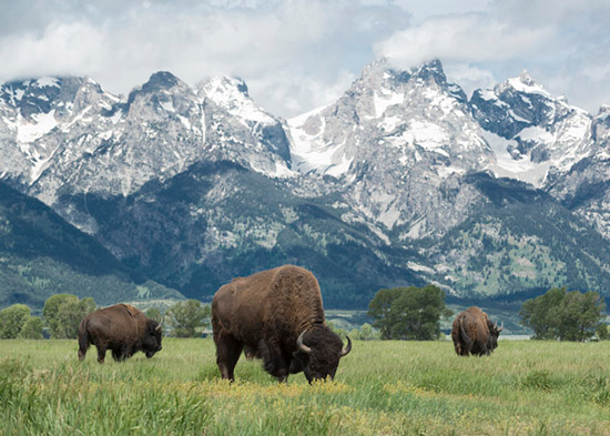 Facts About The Grand Teton Mountains | Scenic Safaris