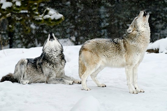 Hibernating Wolves QUIZ: What’s NOT Hibernating At Grand Teton? | Scenic Safaris