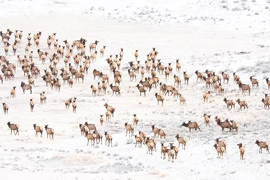 Elk herd. a herd of sheep walking across a snow covered field