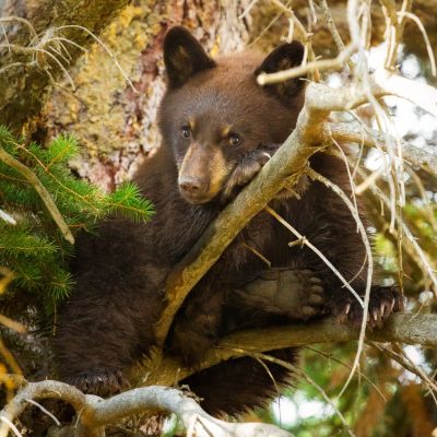 a brown bear walking through a forest