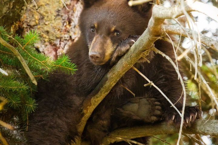 a brown bear walking through a forest