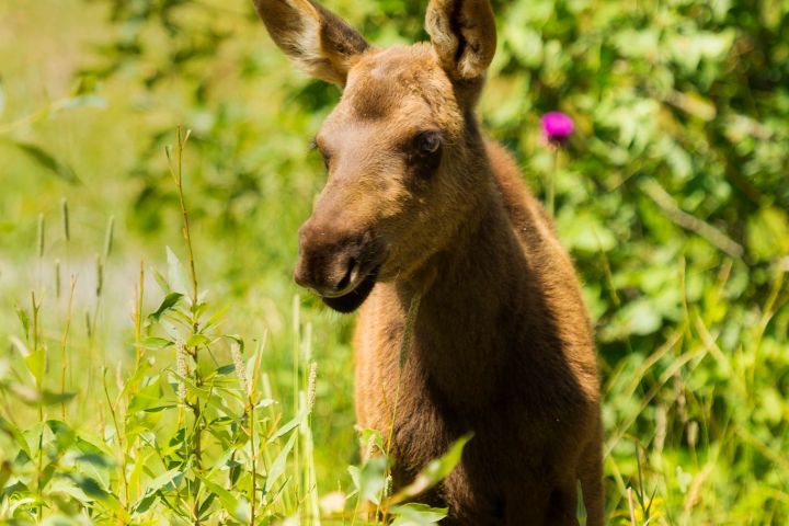 a brown bear standing on top of a lush green field