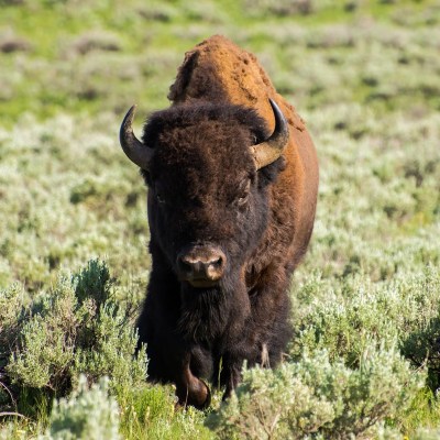 a large brown cow standing on top of a grass covered field