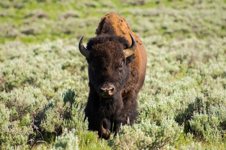 a large brown cow standing on top of a grass covered field