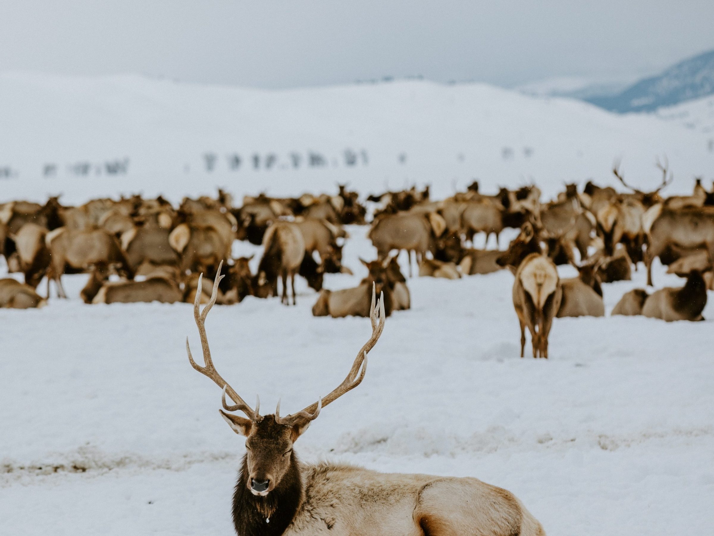 a herd of sheep walking in the snow