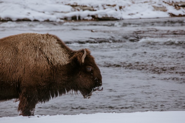 a brown bear standing on top of a sandy beach