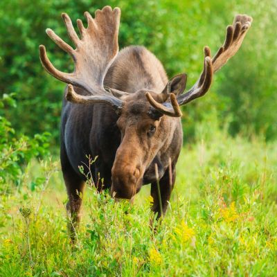 a cow standing on top of a grass covered field