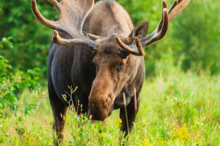 a cow standing on top of a grass covered field