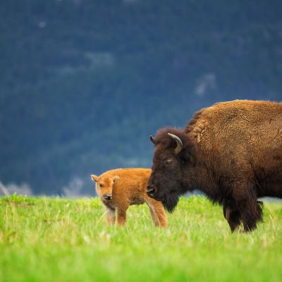 a large brown cow standing on top of a lush green field