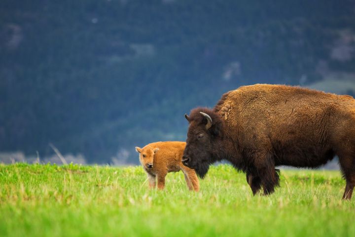 a large brown cow standing on top of a lush green field