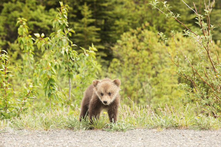 a panda bear walking across a grass covered field