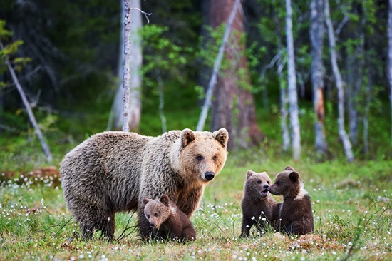 Female brown bear and her cubs a brown bear walking across a grass covered field