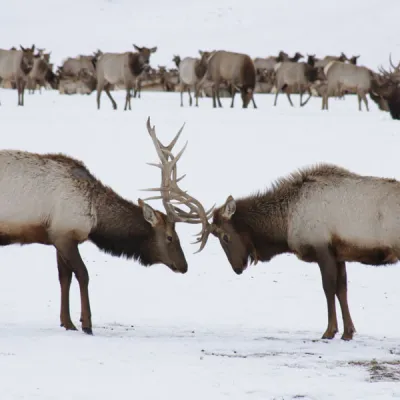 a herd of cattle walking across a snow covered field