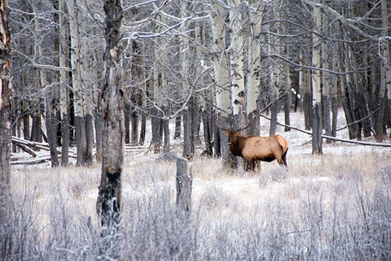 a deer standing next to a forest