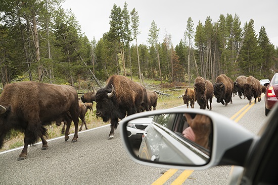 Bison Blocking Traffic at the Yellowstone National Park a herd of cattle standing on top of a car