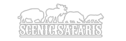 Scenic Safaris