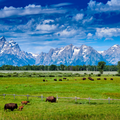a herd of cattle grazing on a lush green field