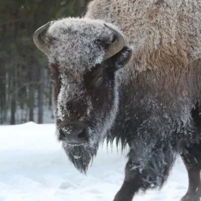 a sheep standing in the snow