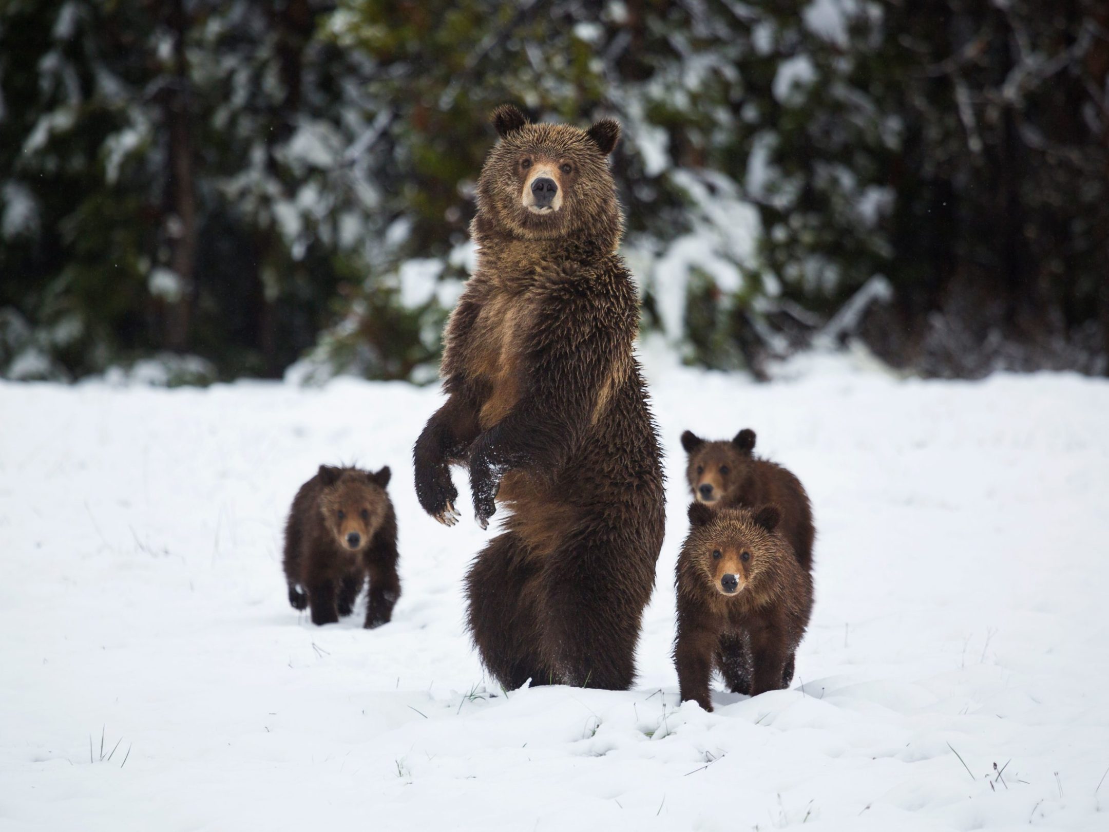 a brown bear walking across a snow covered field