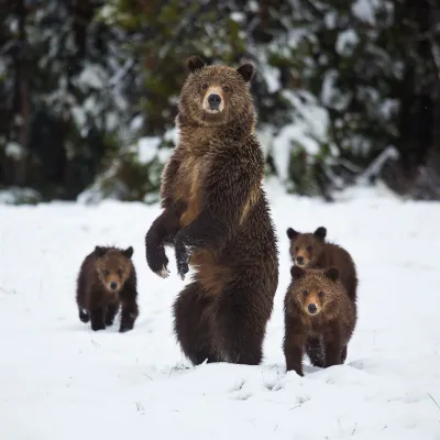 a brown bear walking across a snow covered field