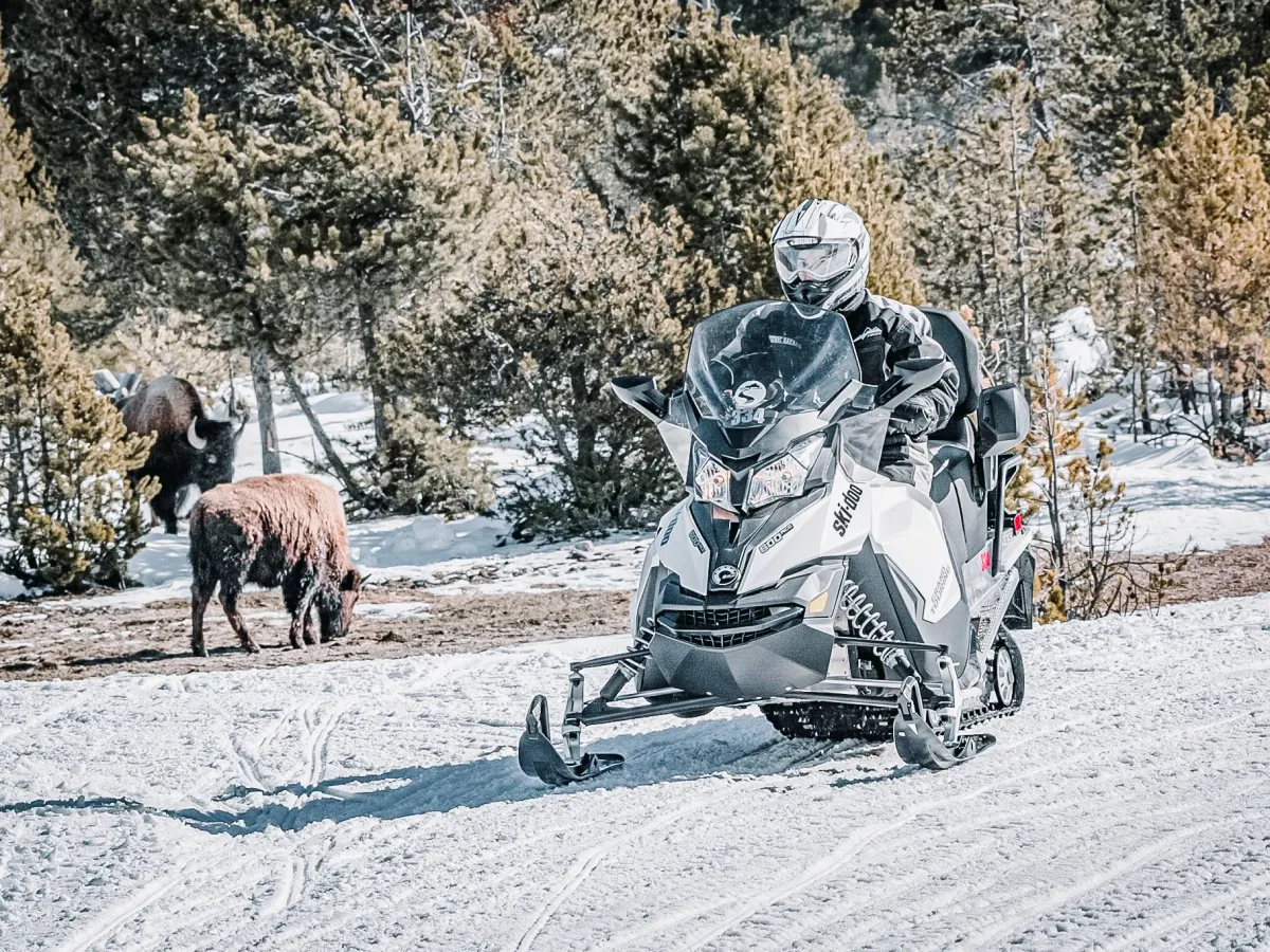 a herd of sheep walking across snow covered ground
