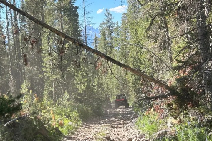 ATV on a dirt trail in a forest with a fallen tree leaning overhead.